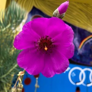 Meet your Posher, Frankie